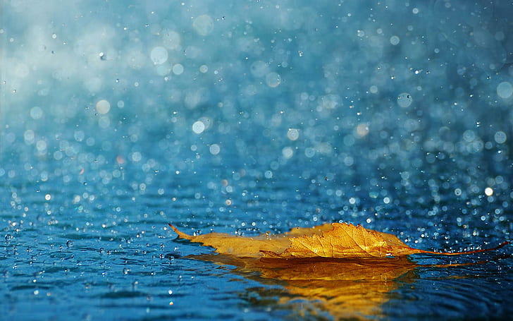 листа, капки, дъжд, есен, вода, жълти листа във водата, листа, капки, дъжд, есен, вода, HD тапет