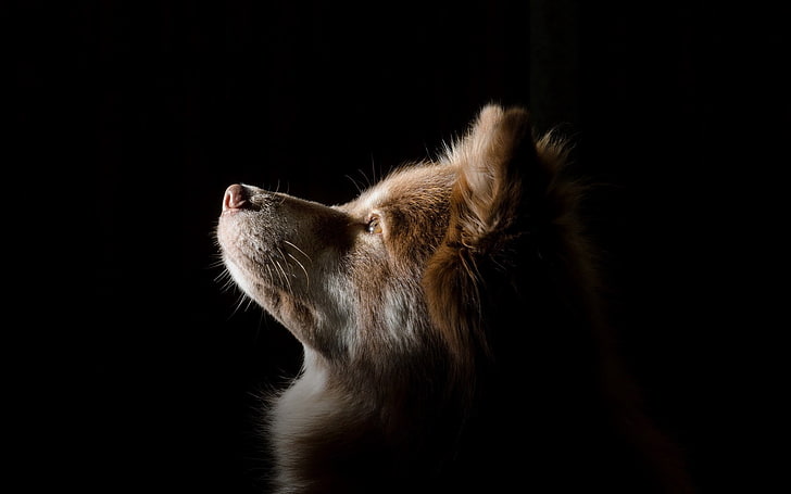 длинношерстная коричнево-белая собака, собака, профиль, лицо, тень, HD обои
