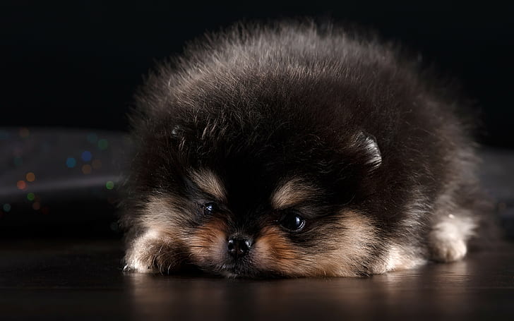 spitz, puppy backgrounds, dog, furry, Cute, Download 3840x2400 Spitz, HD wallpaper