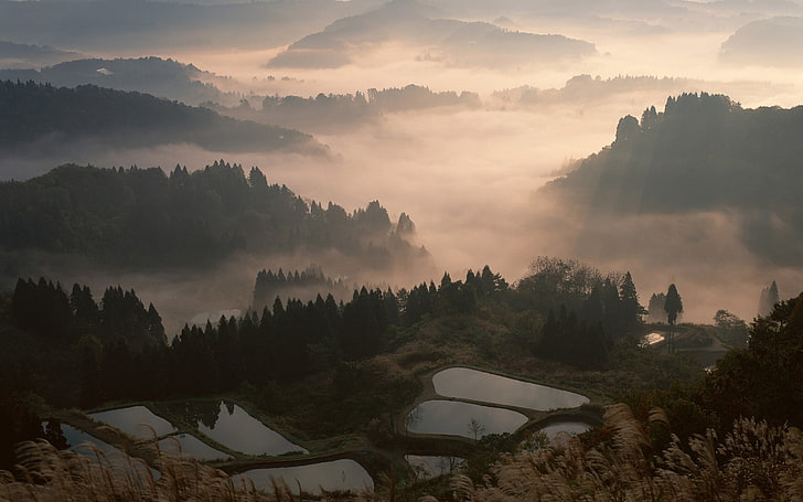 montagnes verdoyantes, nature, paysage, brouillard, vallée, forêt, montagnes, terrasses, eau, arbres, Japon, Fond d'écran HD