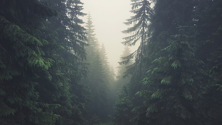 pohon pinus hijau, pohon, hutan, Pegunungan Tatra, Tatra, Slovakia, kabut, pohon pinus, Wallpaper HD