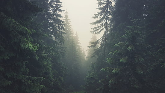 zielona sosna, drzewa, las, Tatry, Tatry, Słowacja, mgła, sosny, Tapety HD HD wallpaper