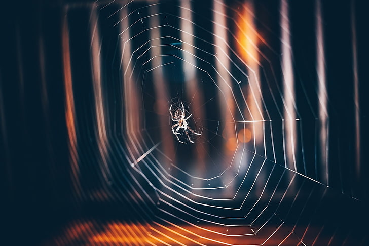 spiderwebs, animals, spider, HD wallpaper