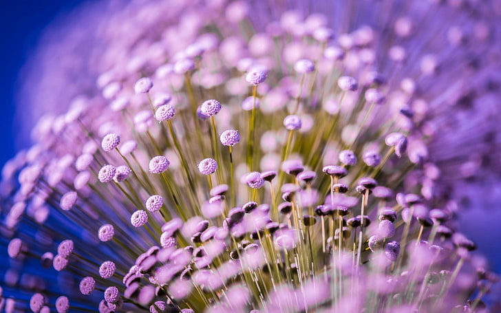 fioletowe płatki kwiatów dużo, kwiaty, makro, fioletowe kwiaty, Tapety HD