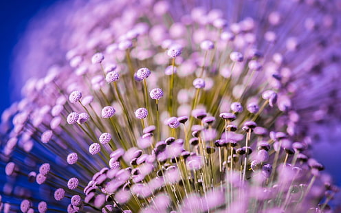 lote de flores de pétalos de color púrpura, flores, macro, flores de color púrpura, Fondo de pantalla HD HD wallpaper
