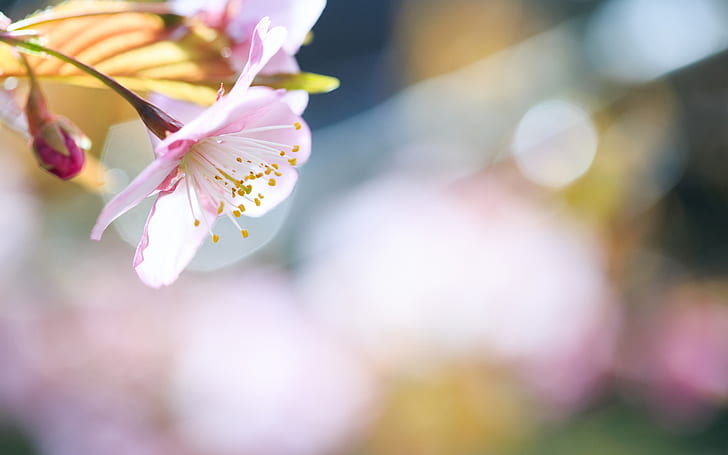 Beautiful, Flower, Nature, Blur, Macro, pink cherry blossoms, beautiful, flower, nature, blur, macro, HD wallpaper