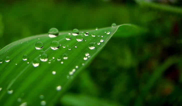 vattendroppar på ett blad närbild foto, natur, pärlor, vatten, droppar, blad, närbild, foto, grön, reflektion, släpp, dagg, våt, grön Färg, växt, regndroppe, friskhet, regn, makro, närbild , miljö, vätska, bakgrunder, sommar, gräs, HD tapet
