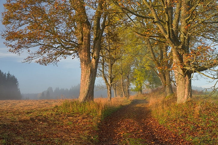 fotografía, paisaje, naturaleza, otoño, árboles, camino, hojas, luz solar, mañana, Fondo de pantalla HD