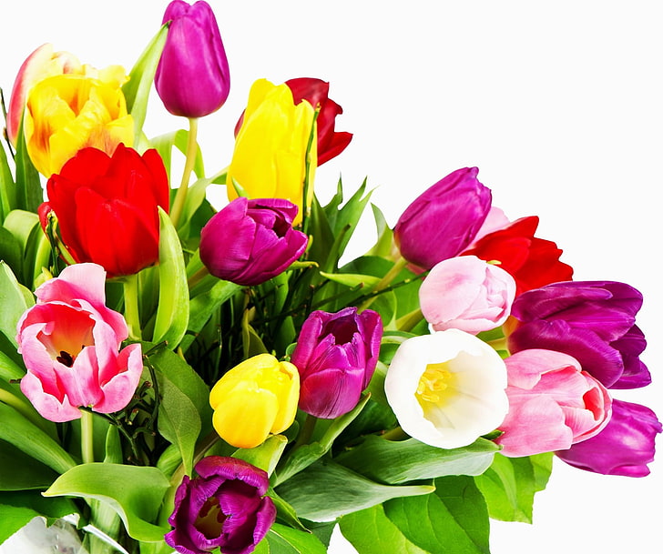 pink and white flowers, tulips, flowers, bouquet, bright, colorful, white background, HD wallpaper