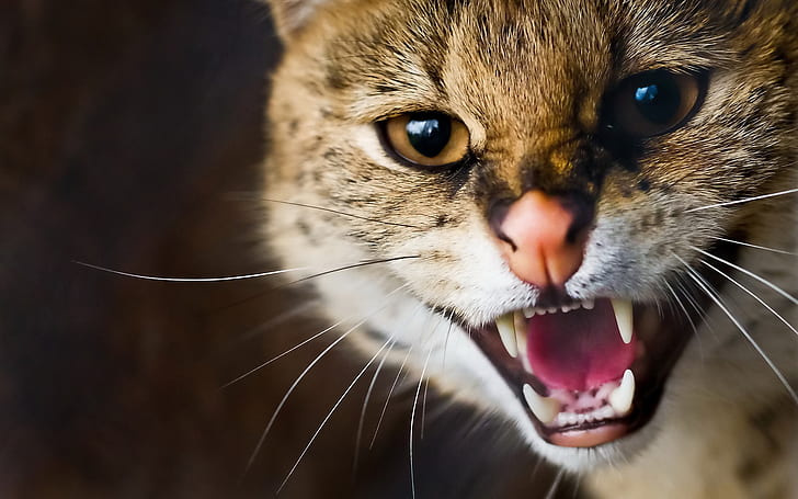Wildcat morrhår tänder närbild, Wildcat, morrhår, tänder, HD tapet