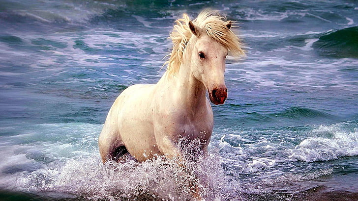 white horse, horse, wave, sea, water, HD wallpaper