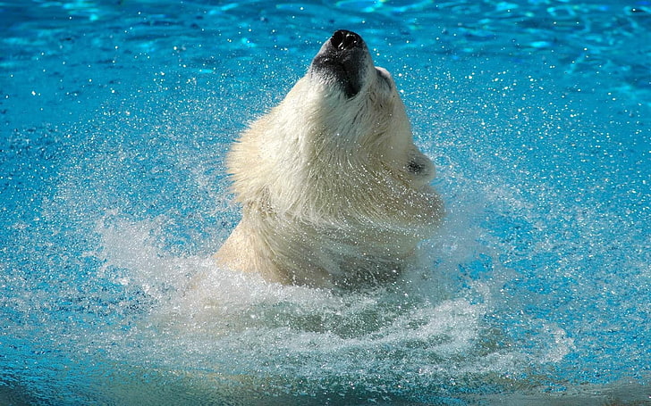 long-coated brown dog, polar bear, water, jump, muzzle, HD wallpaper
