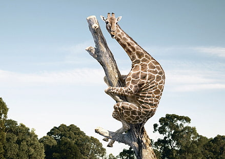 girafa adulta, animais, animais selvagens, natureza, girafas, arte da fantasia, humor, HD papel de parede HD wallpaper