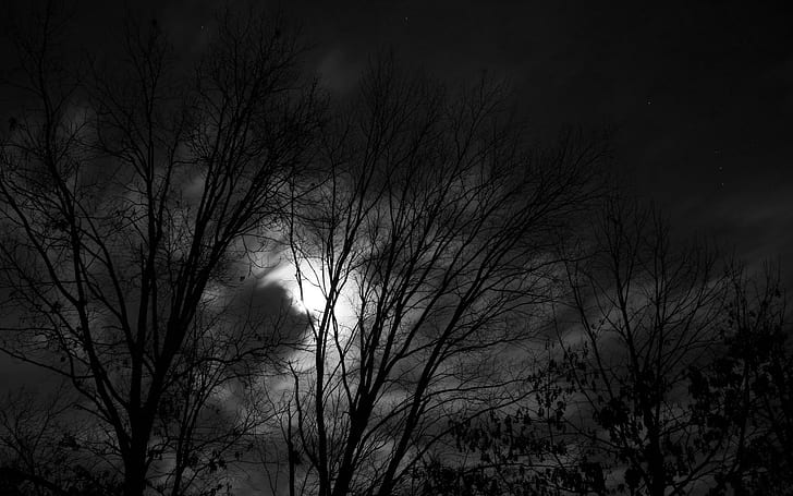 Trees Moonlight BW Silhouette Night HD, leafless tree silhouette, nature, trees, night, bw, silhouette, moonlight, HD wallpaper