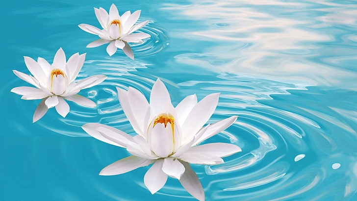 flower, blue, water lily, aquatic plant, water, sky, petal, sacred lotus, lotus, plant, HD wallpaper