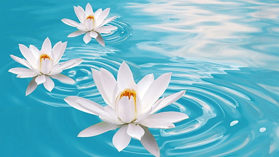 flower, blue, water lily, aquatic plant, water, sky, petal, sacred lotus, lotus, plant, HD wallpaper HD wallpaper