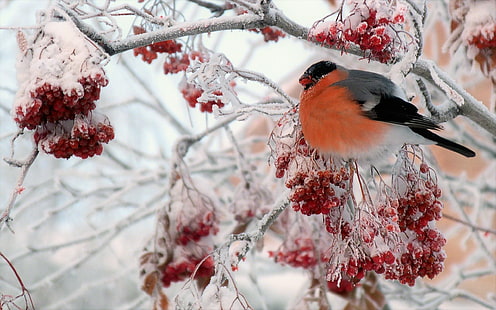 Uccelli, ciuffolotto, animali, bacche, uccelli, rami, ghiaccio, neve, inverno, Sfondo HD HD wallpaper