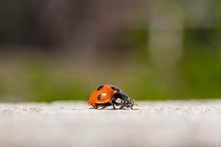 lady bug photogrpahy, lady bug, Olympus, EM, OM, Macro, Insect, Ladybird, Villeparisis, Île-de-France, ladybug, nature, beetle, spotted, close-up, animal, red, grass, small, summer, leaf, plant, green Color, HD wallpaper