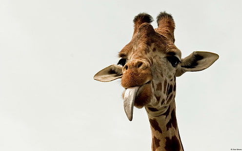 Giraff tunga, rolig, giraff, tunga, söt, giraff, afrika, HD tapet HD wallpaper
