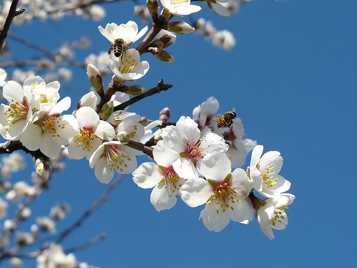 flores blancas, flores, ramitas, primavera, cielo, abejas, polinización, Fondo de pantalla HD