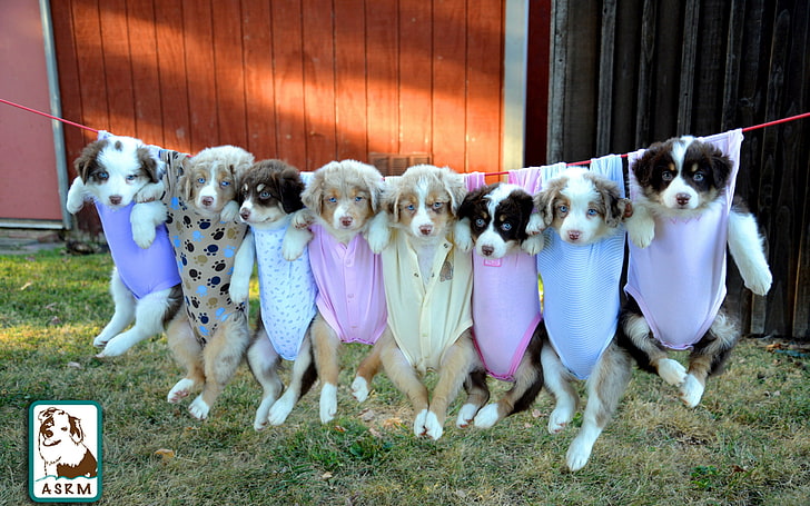кученца от различни цветове, кученца, австралийска овчарка, HD тапет