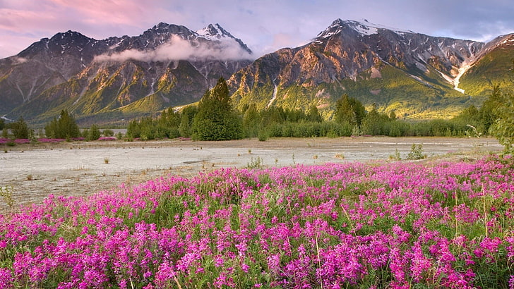 purple flowers, field, flowers, mountains, grass, HD wallpaper