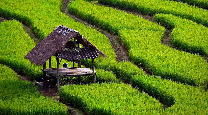 campo, arrozal, Fondo de pantalla HD