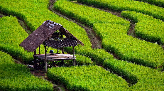 campo de arroz, HD papel de parede HD wallpaper