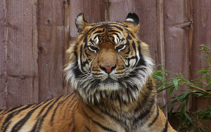 tiger, tiger, face, unhappy, big cat, HD wallpaper