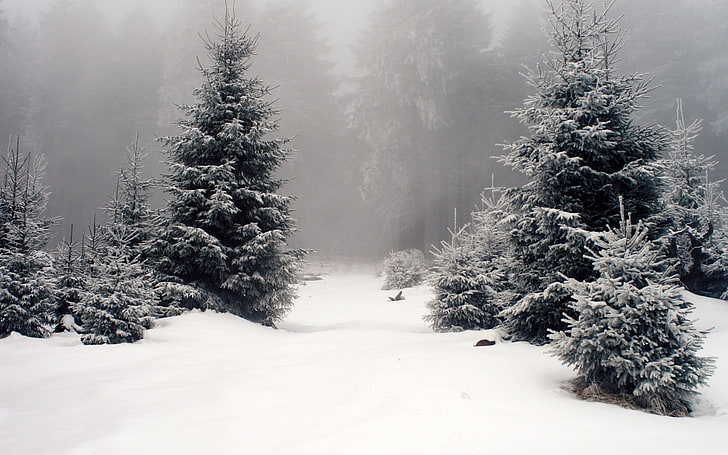 бор, природа, зима, мъгла, борови дървета, сняг, HD тапет