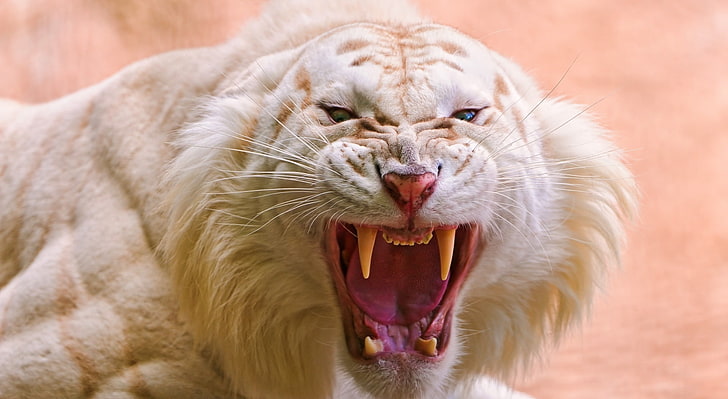 Roaring White Tiger, Animals, Wild, tiger, HD wallpaper