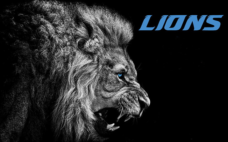 black and gray wolf print textile, Detroit Lions, American football, NFL, blue eyes, selective coloring, big cats, HD wallpaper