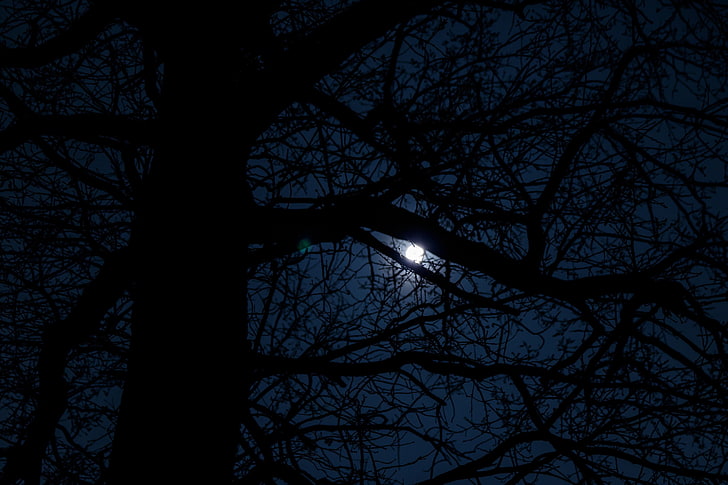 black and white floral textile, moonlight, dark tree, HD wallpaper