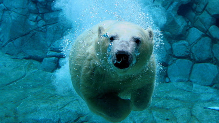 bear, polar, swiming, HD wallpaper