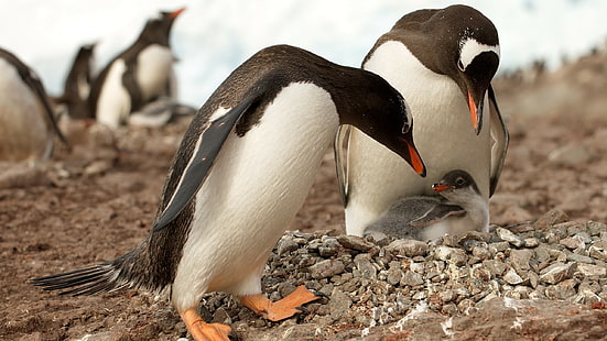 Tiere, Pinguine, Vögel, Tierbabys, HD-Hintergrundbild HD wallpaper