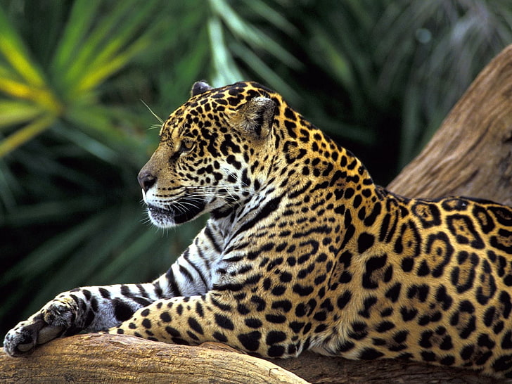 brown and white leopard, jaguar, spotted, sitting, HD wallpaper