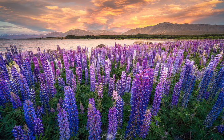 Natur, Lavendel, Feld, Sonnenuntergang, HD-Hintergrundbild