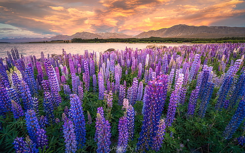 alam, lavender, bidang, matahari terbenam, Wallpaper HD HD wallpaper