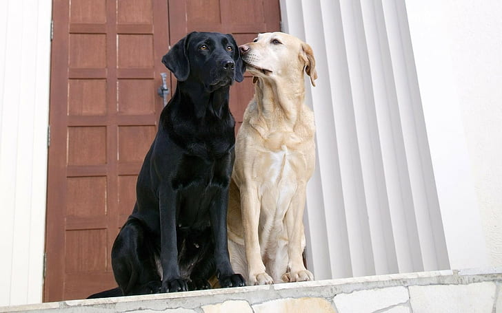 anjing, Labrador Retriever, binatang, Wallpaper HD
