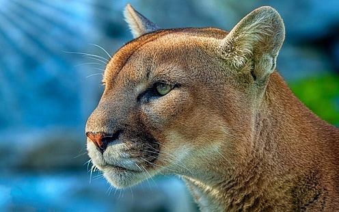 cougar, animals, wild, 4k, predator, hd, 5k, HD wallpaper HD wallpaper