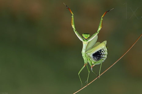 insects, Mante, mantis, nature, Religieuse, HD wallpaper HD wallpaper