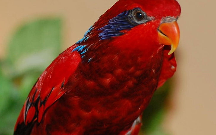 pappagallo rosso, pappagallo, colore, becco, brillante, Sfondo HD