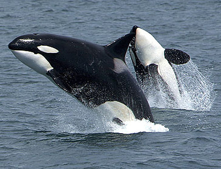 Killerwale, Ozean, Schwertwale, Wasser, Wal, HD-Hintergrundbild