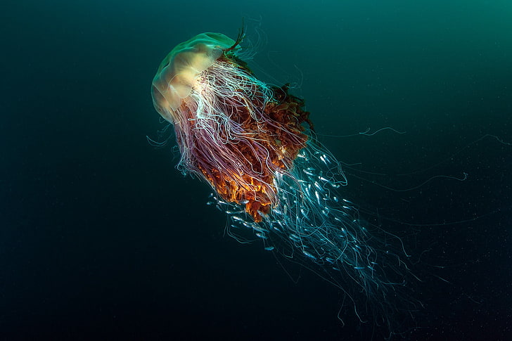 коричневые, синие и желтые медузы, природа, под водой, море, животные, рыба, медузы, глубокое море, конкурсы, победитель, фотография, HD обои