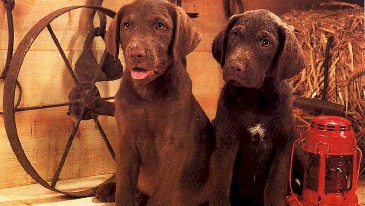 Two Chocolate Labs, 2 black and brown labradors, golden labradors, chocolate labradors, pets, dogs, cute animals, puppies, nature, animals, HD wallpaper