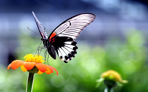 Красива пеперуда на оранжево цвете, бяла черна и оранжева пеперуда, пеперуда, оранжево цвете, природа, HD тапет HD wallpaper