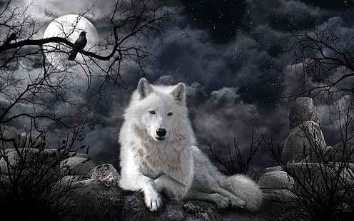 Animal, Wolf, Artistic, Night, Raven, White Wolf, HD wallpaper HD wallpaper