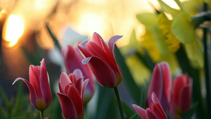 tulips, garden, HD wallpaper