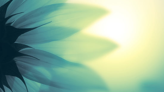 زهرة بيضاء البتلة ، بدون عنوان ، زهور ، ماكرو ، بتلات، خلفية HD HD wallpaper