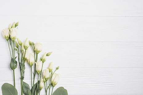 Fleurs, Fond blanc, Eustoma, Fond d'écran HD HD wallpaper